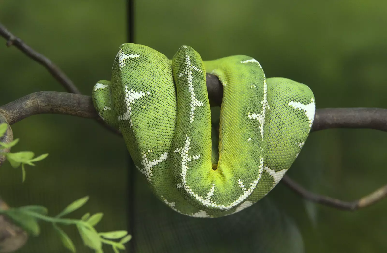 The green snake is in its usual position, from Banham Zoo and the Howler Monkeys, Banham, Norfolk - 11th August 2023