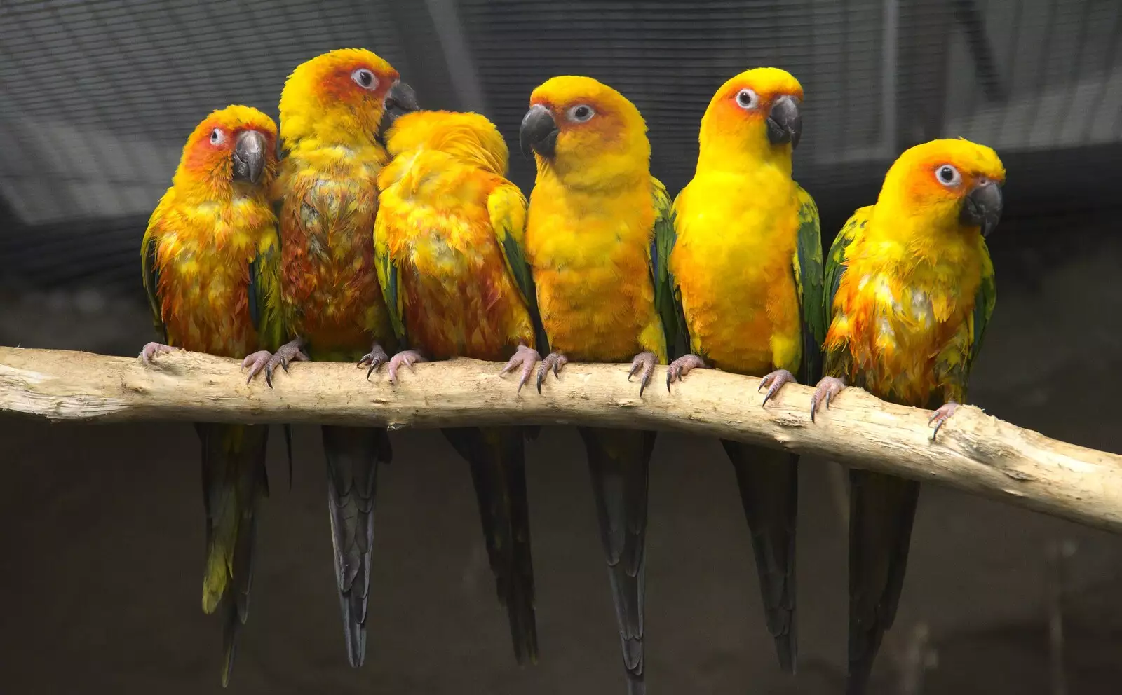 Adorable bright yellow parakeets, from Banham Zoo and the Howler Monkeys, Banham, Norfolk - 11th August 2023