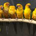 Adorable bright yellow parakeets, Banham Zoo and the Howler Monkeys, Banham, Norfolk - 11th August 2023
