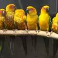 Adorable bright yellow parakeets, Banham Zoo and the Howler Monkeys, Banham, Norfolk - 11th August 2023