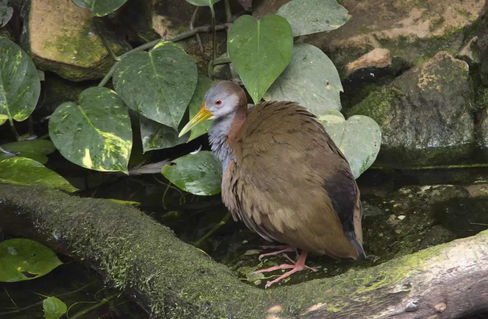 Old red-eyes is back, from Banham Zoo and the Howler Monkeys, Banham, Norfolk - 11th August 2023