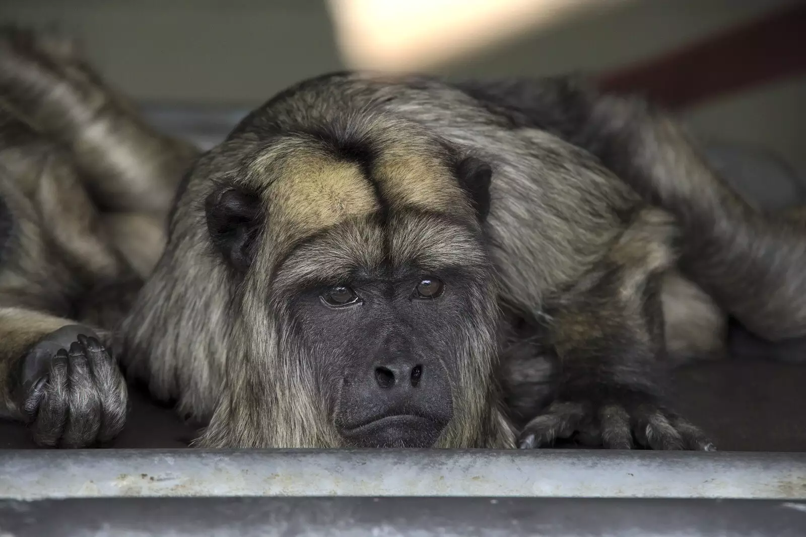 These monkeys always look sad, as you would, from Banham Zoo and the Howler Monkeys, Banham, Norfolk - 11th August 2023