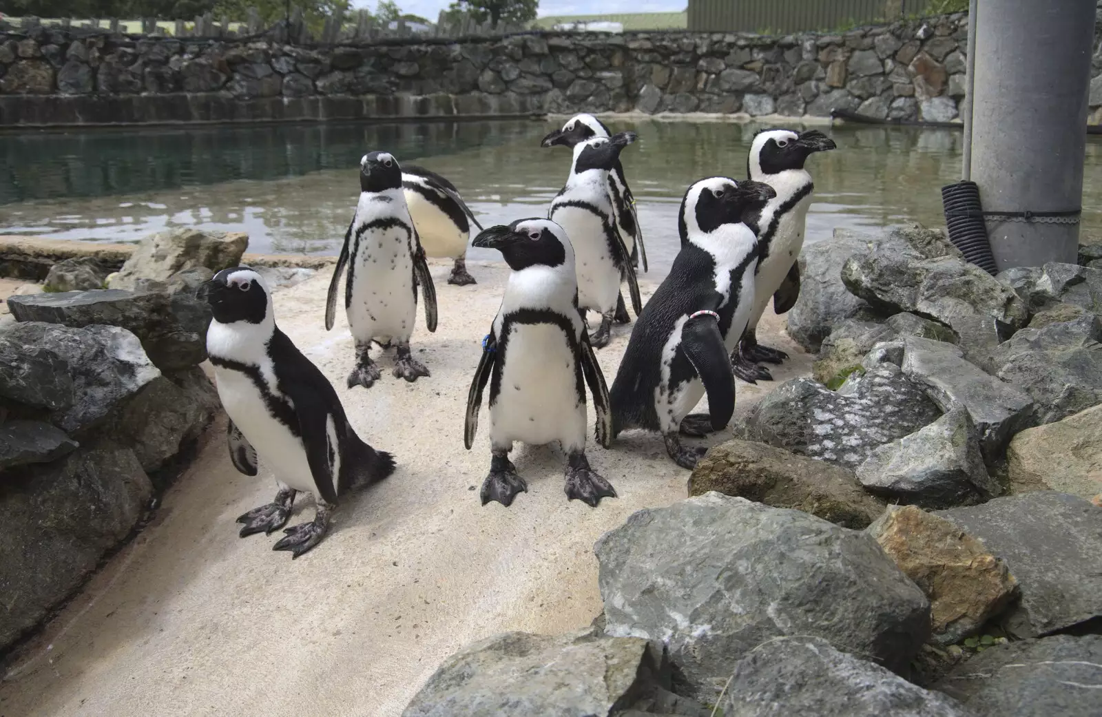 The penguins give it some attitude, from Banham Zoo and the Howler Monkeys, Banham, Norfolk - 11th August 2023