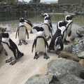 The penguins give it some attitude, Banham Zoo and the Howler Monkeys, Banham, Norfolk - 11th August 2023