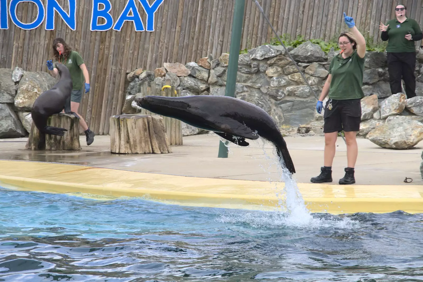 A sea lion does some porpoising, from Banham Zoo and the Howler Monkeys, Banham, Norfolk - 11th August 2023