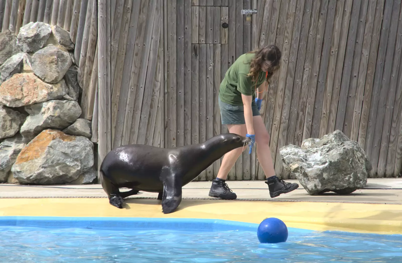 The sealion walks around on its flippers, from Banham Zoo and the Howler Monkeys, Banham, Norfolk - 11th August 2023