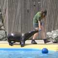 The sealion walks around on its flippers, Banham Zoo and the Howler Monkeys, Banham, Norfolk - 11th August 2023