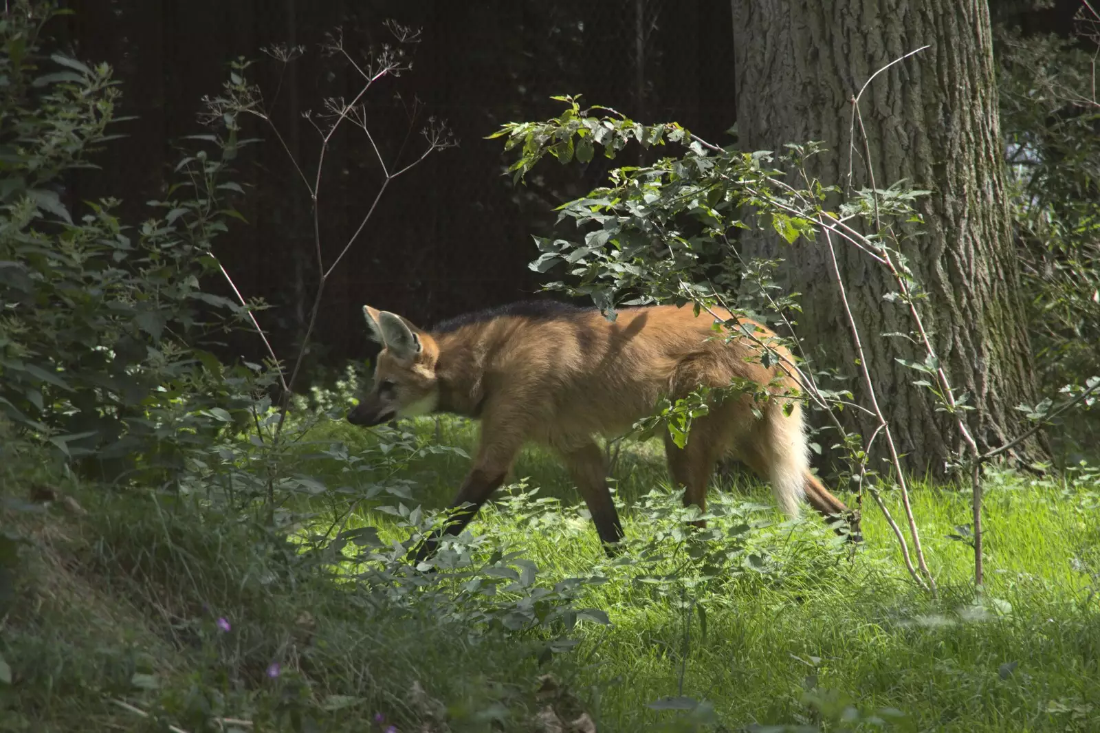 The smelly Maned Wolves are actually out, from Banham Zoo and the Howler Monkeys, Banham, Norfolk - 11th August 2023