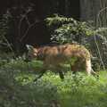 The smelly Maned Wolves are actually out, Banham Zoo and the Howler Monkeys, Banham, Norfolk - 11th August 2023