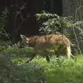 The smelly Maned Wolves are actually out, Banham Zoo and the Howler Monkeys, Banham, Norfolk - 11th August 2023