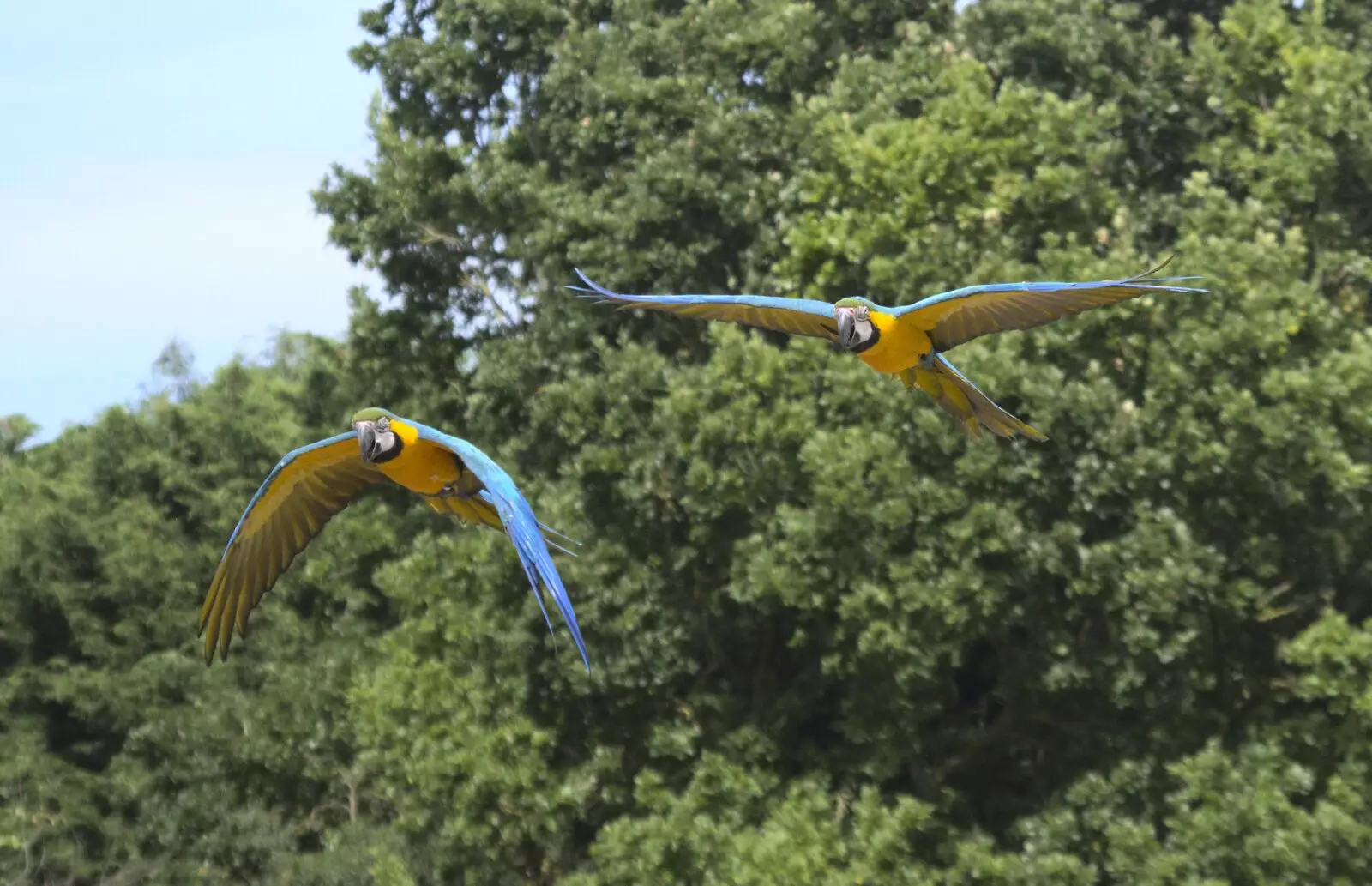 The blue macaws fly around, from Banham Zoo and the Howler Monkeys, Banham, Norfolk - 11th August 2023