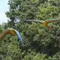 The blue macaws fly around, Banham Zoo and the Howler Monkeys, Banham, Norfolk - 11th August 2023