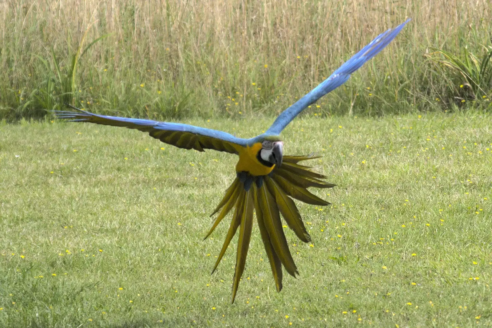 A macaw uses its tail as an air brake, from Banham Zoo and the Howler Monkeys, Banham, Norfolk - 11th August 2023