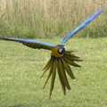 A macaw uses its tail as an air brake, Banham Zoo and the Howler Monkeys, Banham, Norfolk - 11th August 2023