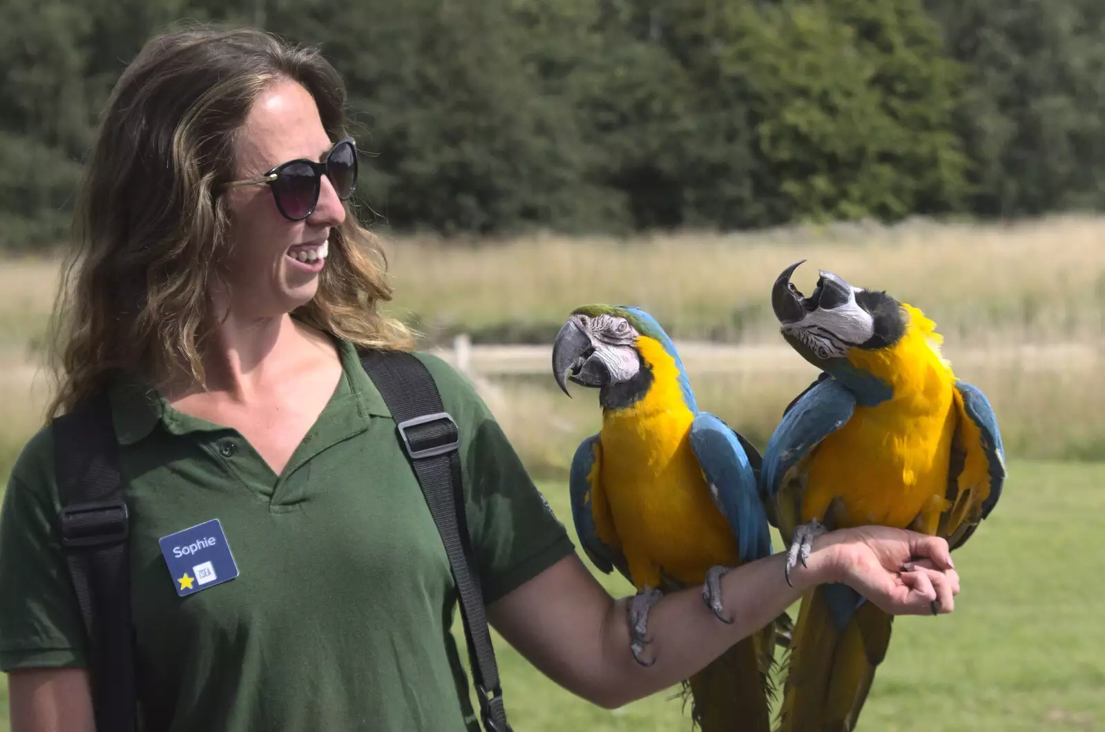 Macaws perched on an arm, from Banham Zoo and the Howler Monkeys, Banham, Norfolk - 11th August 2023