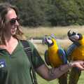 Macaws perched on an arm, Banham Zoo and the Howler Monkeys, Banham, Norfolk - 11th August 2023