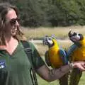 Macaws perched on an arm, Banham Zoo and the Howler Monkeys, Banham, Norfolk - 11th August 2023