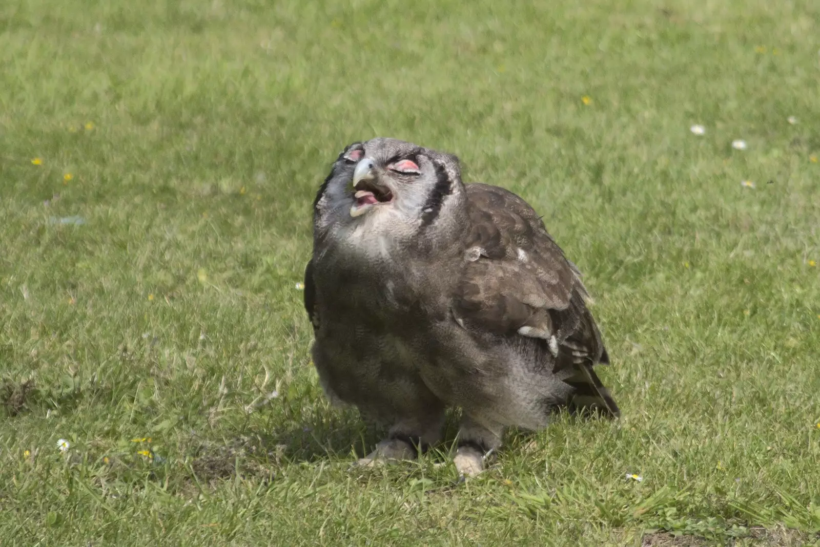 The Milky Owl is pleased with itself, from Banham Zoo and the Howler Monkeys, Banham, Norfolk - 11th August 2023