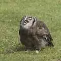 The Milky Owl is pleased with itself, Banham Zoo and the Howler Monkeys, Banham, Norfolk - 11th August 2023