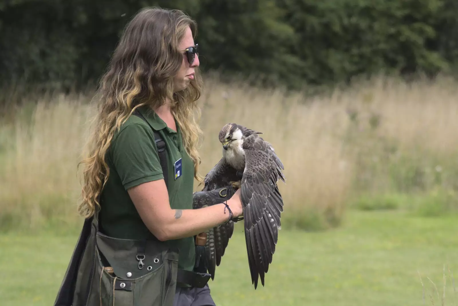 A peregrine falcon, covering, from Banham Zoo and the Howler Monkeys, Banham, Norfolk - 11th August 2023