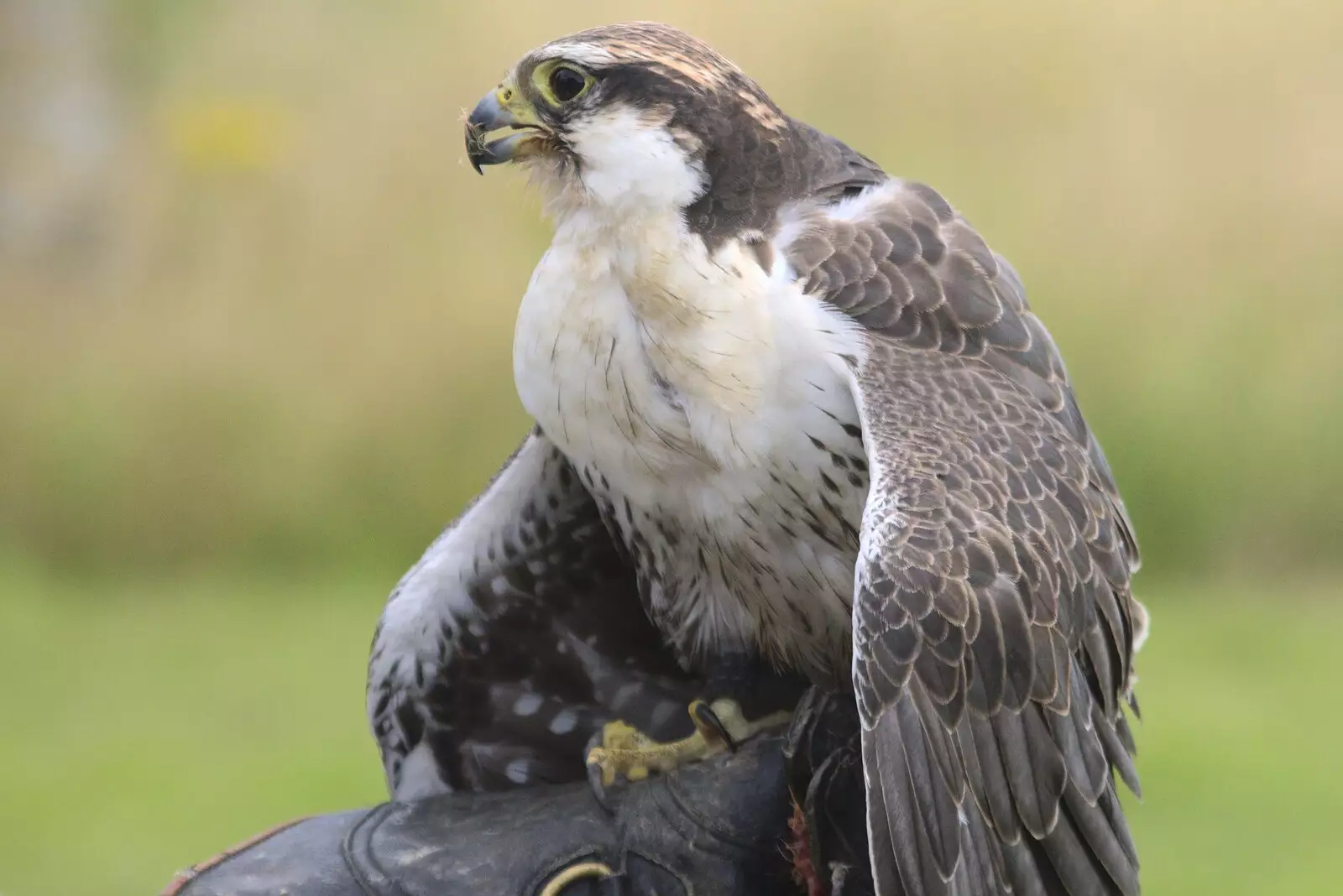 A peregrine falcon eats its dinner, from Banham Zoo and the Howler Monkeys, Banham, Norfolk - 11th August 2023