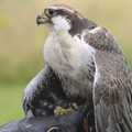 A peregrine falcon eats its dinner, Banham Zoo and the Howler Monkeys, Banham, Norfolk - 11th August 2023