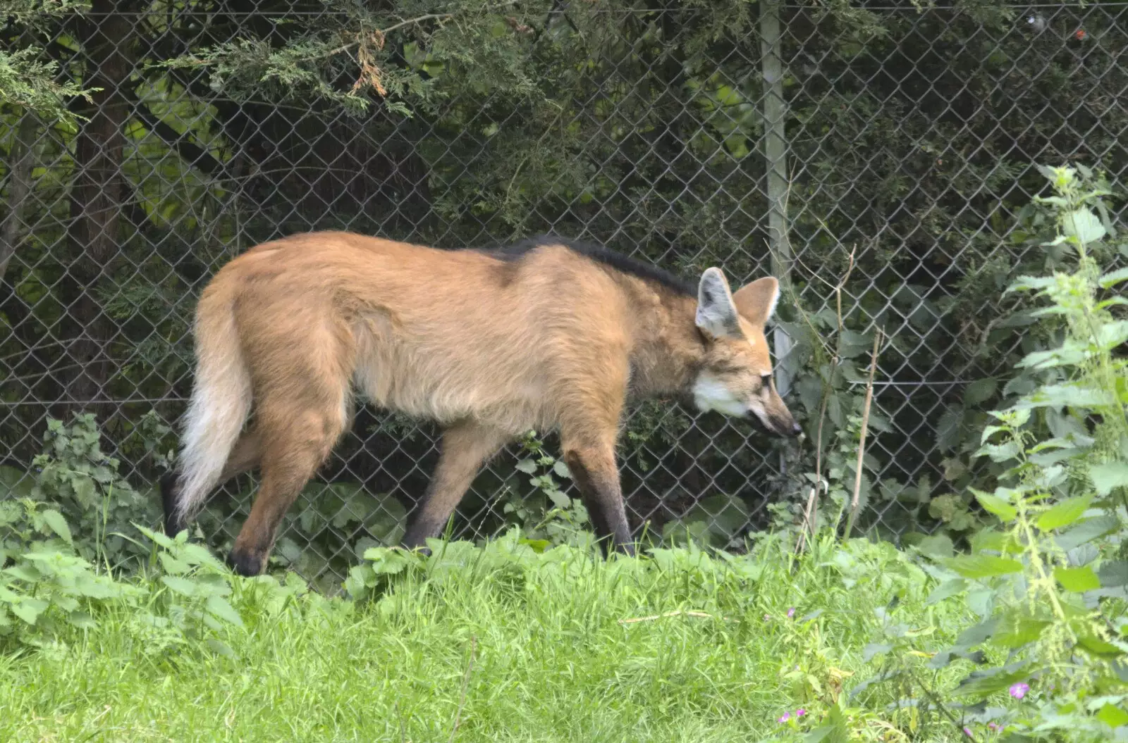 Another Maned Wolf prowls around, from Banham Zoo and the Howler Monkeys, Banham, Norfolk - 11th August 2023