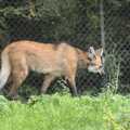 Another Maned Wolf prowls around, Banham Zoo and the Howler Monkeys, Banham, Norfolk - 11th August 2023