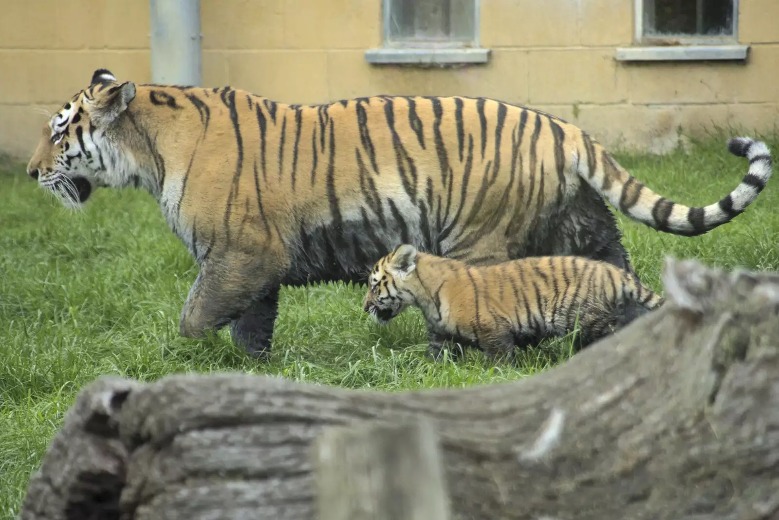 A tiger and her cub, from Banham Zoo and the Howler Monkeys, Banham, Norfolk - 11th August 2023