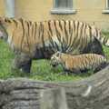 A tiger and her cub, Banham Zoo and the Howler Monkeys, Banham, Norfolk - 11th August 2023