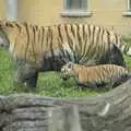 A tiger and her cub, Banham Zoo and the Howler Monkeys, Banham, Norfolk - 11th August 2023