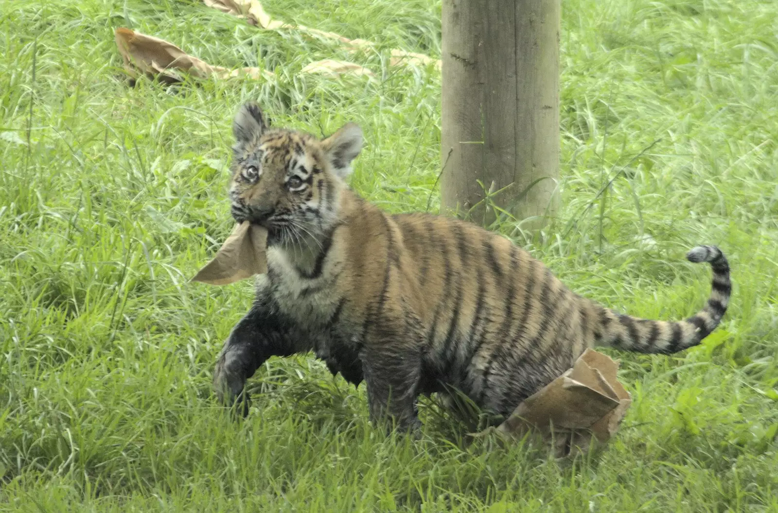 The tiger cub shreds up a cardboard box, from Banham Zoo and the Howler Monkeys, Banham, Norfolk - 11th August 2023