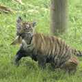 The tiger cub shreds up a cardboard box, Banham Zoo and the Howler Monkeys, Banham, Norfolk - 11th August 2023