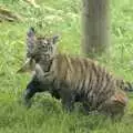 The tiger cub shreds up a cardboard box, Banham Zoo and the Howler Monkeys, Banham, Norfolk - 11th August 2023