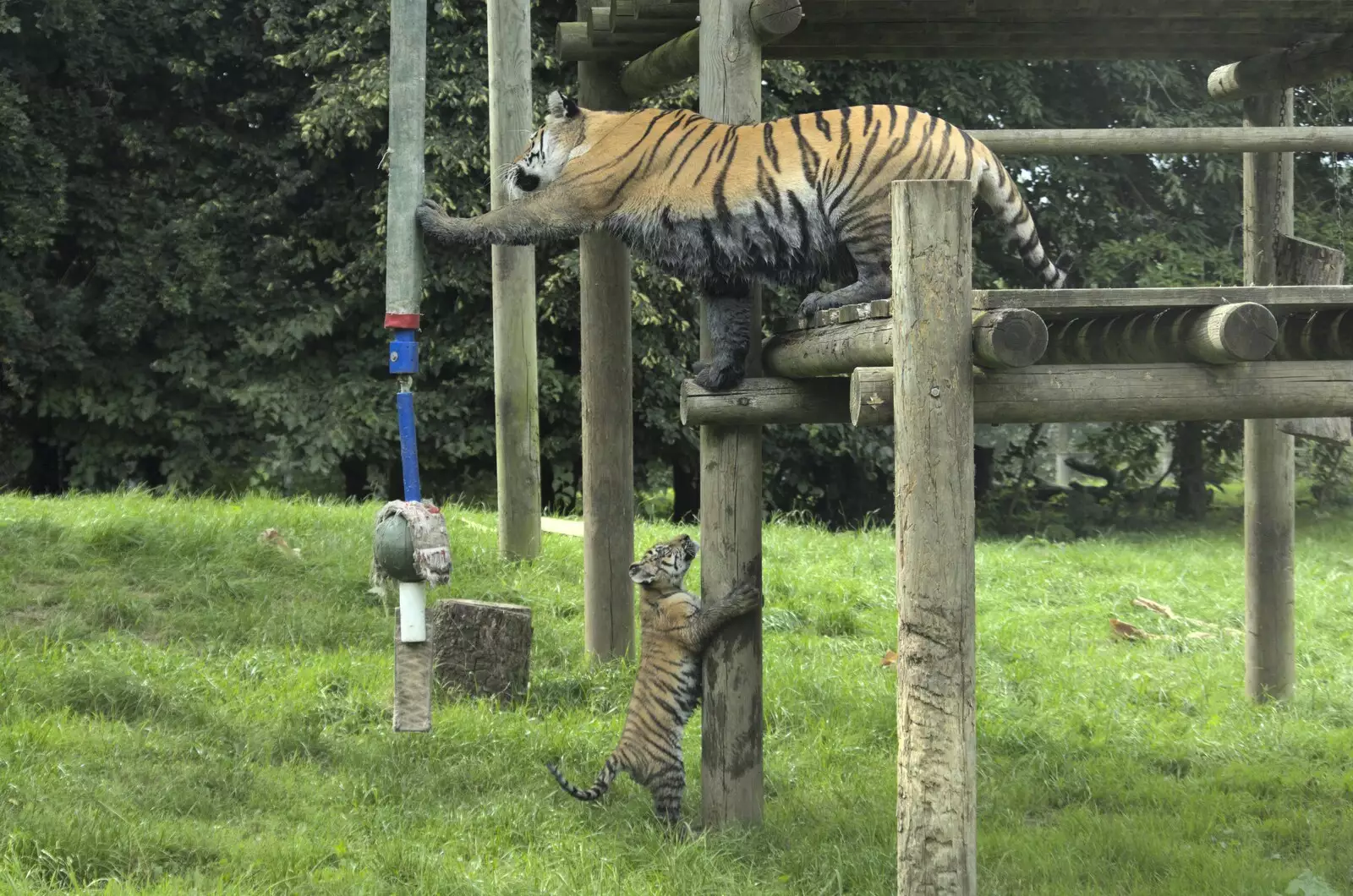 The cub wants to pester its mother, from Banham Zoo and the Howler Monkeys, Banham, Norfolk - 11th August 2023