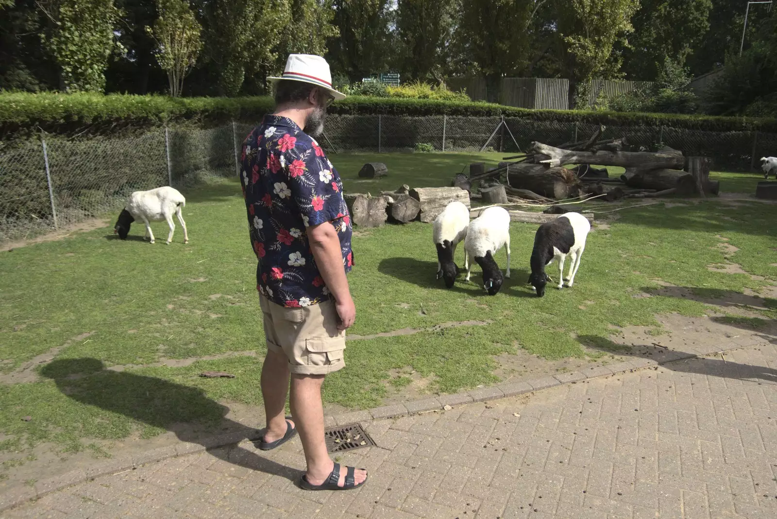 Noddy inspects the goats, from Banham Zoo and the Howler Monkeys, Banham, Norfolk - 11th August 2023