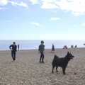 Harry follows Tia the dog around, A Cambridge Reunion on the Beach, Dunwich, Suffolk - 23rd August 2023