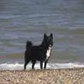 Tia on the beach, A Cambridge Reunion on the Beach, Dunwich, Suffolk - 23rd August 2023