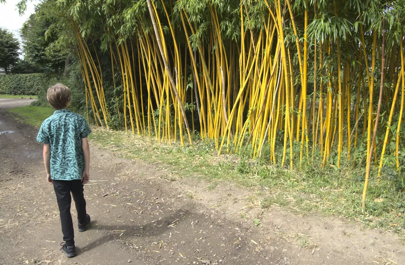 Harry looks at some impressive bamboo, from The BSCC at the Cock Inn and a Flute Exam, Bedfield, Suffolk - 25th August 2023