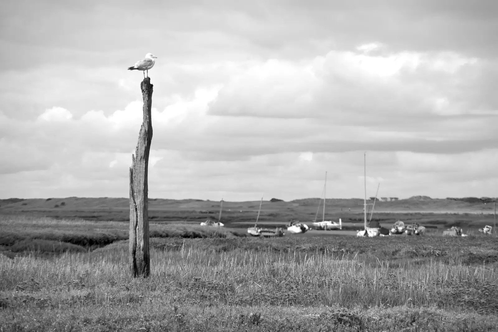 A seagull perches on an old wooden post, from Camping on the Edge at Snettisham Beach, Norfolk - 28th August 2023