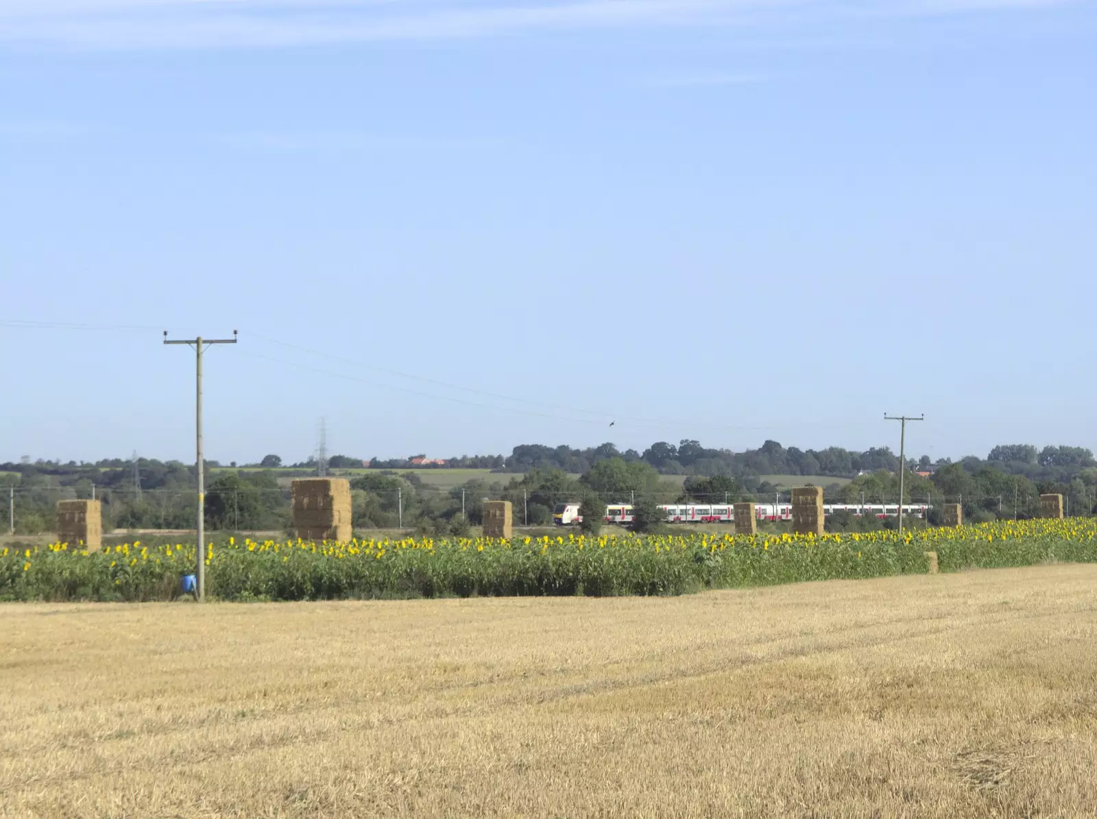 A GA train runs behind a block of sunflowers, from The Dragonfly Ride at Star Wing Brewery, Redgrave, Suffolk - 2nd September 2023