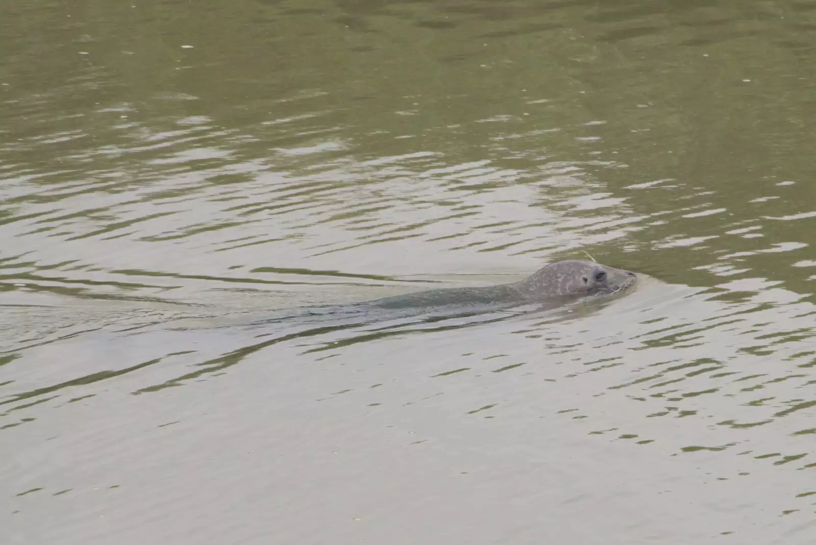 There's a seal in the River Alde, from Fred and the SYWO at Snape Maltings, Snape, Suffolk - 3rd September 2023