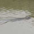 There's a seal in the River Alde, Fred and the SYWO at Snape Maltings, Snape, Suffolk - 3rd September 2023