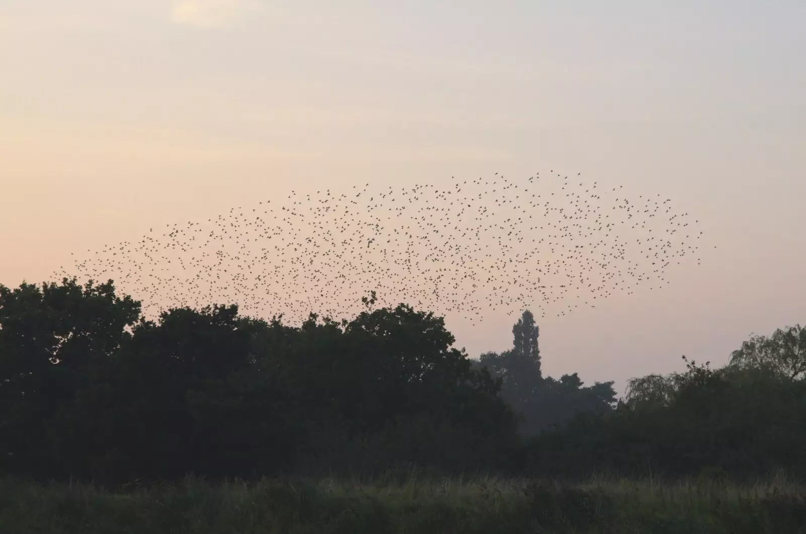 There's a lovely mumuration over the marshes, from Fred and the SYWO at Snape Maltings, Snape, Suffolk - 3rd September 2023