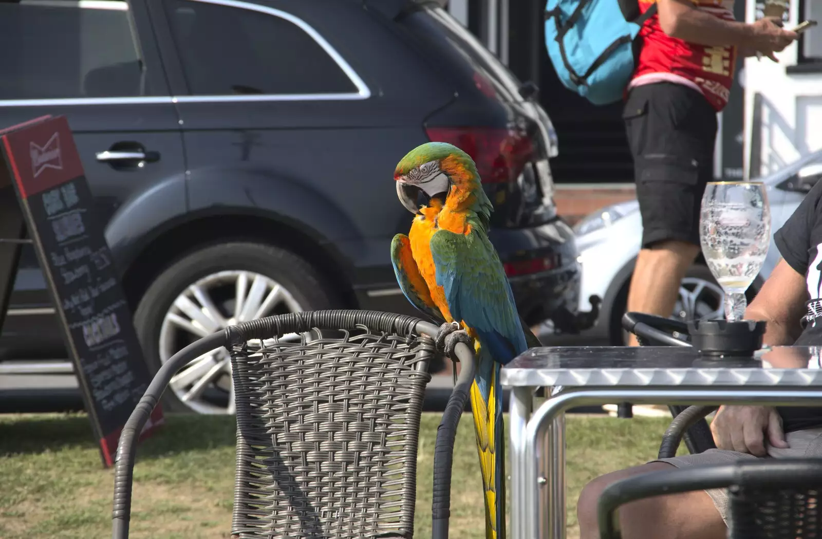 Someone's bought a Macaw to the pub, from A Postcard From Felixstowe Ferry, Suffolk - 10th September 2023