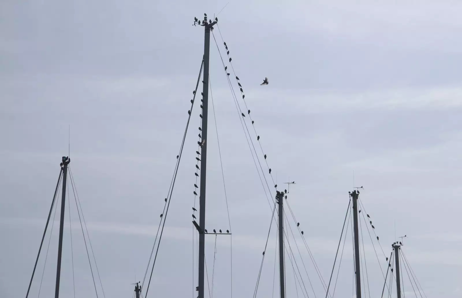 Birds congregate on boat rigging, from A Postcard From Felixstowe Ferry, Suffolk - 10th September 2023