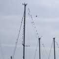 Birds congregate on boat rigging, A Postcard From Felixstowe Ferry, Suffolk - 10th September 2023