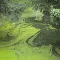 Funky swirls of algae on the River Waveney, A Long Walk and a Long Ride, Hoxne and Kenninghall - 14th September 2023