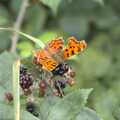 A butterfly sucks at a blackberry, A Long Walk and a Long Ride, Hoxne and Kenninghall - 14th September 2023