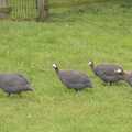 A gang of Guinea Fowl scutter about, A Long Walk and a Long Ride, Hoxne and Kenninghall - 14th September 2023
